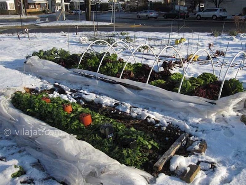 عکس اصلی شماره 3 - نگهداری باغ در فصل سرما