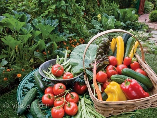 عکس اصلی شماره 1 - باغچه سبزیجات ارگانیک ویلا