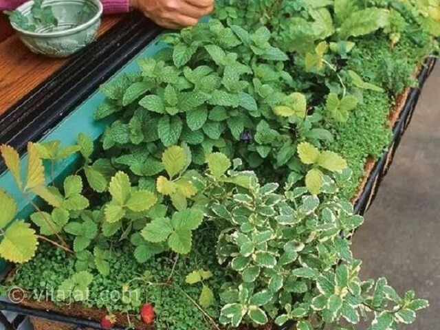 عکس اصلی شماره 2 - باغچه سبزیجات ارگانیک ویلا