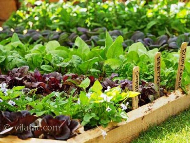عکس اصلی شماره 5 - باغچه سبزیجات ارگانیک ویلا