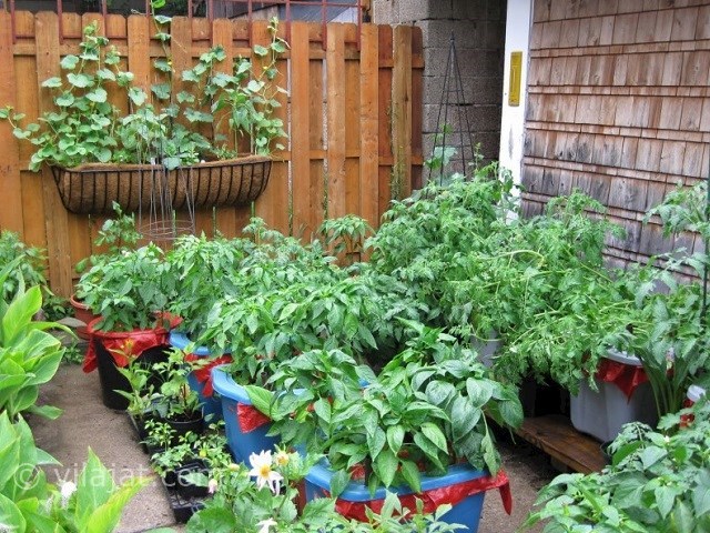 عکس اصلی شماره 6 - باغچه سبزیجات ارگانیک ویلا